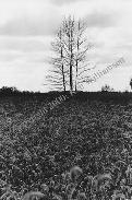 Tree in Field