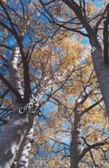 Aspen Trees Colorado