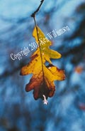 Oak Leaf