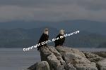 Bald Eagles
