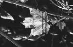 Leaf in Sun