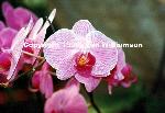 Orchids