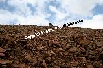 Pikes Peak Treeline
