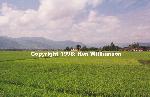 AnKhe Vietnam Rice Paddy