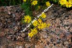 Rocks and Flowers, Colorado
