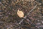 Fall stream