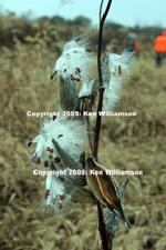 Milk Weed Pods