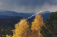 Storm and Aspens