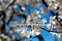 Spring Blossoms in April in Ohio