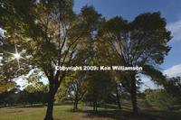 Sun burst through early autumn color of the oak trees in Amberley Park, Ohio