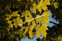 Maple leaves turned gold in Autumn