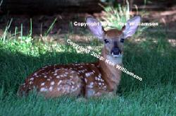 Deer